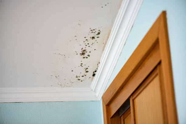 Best Water Damage Restoration  in Blennerhassett, WV