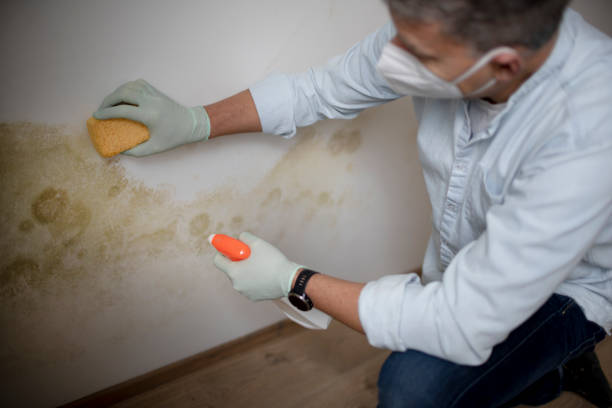 Best Crawl Space Mold Removal  in Blennerhassett, WV