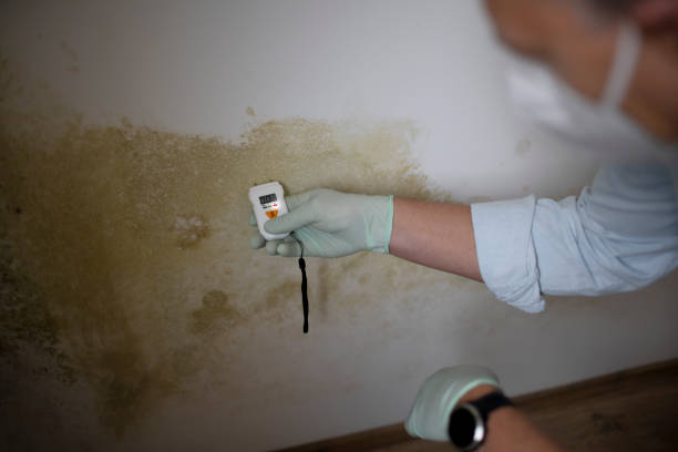Best Emergency Mold Removal  in Blennerhassett, WV