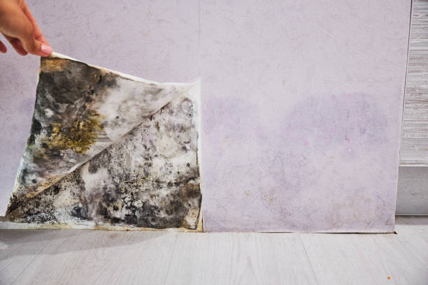Best Best Mold Removal Companies  in Blennerhassett, WV